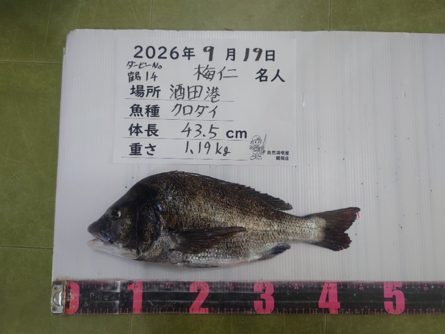 黒鯛