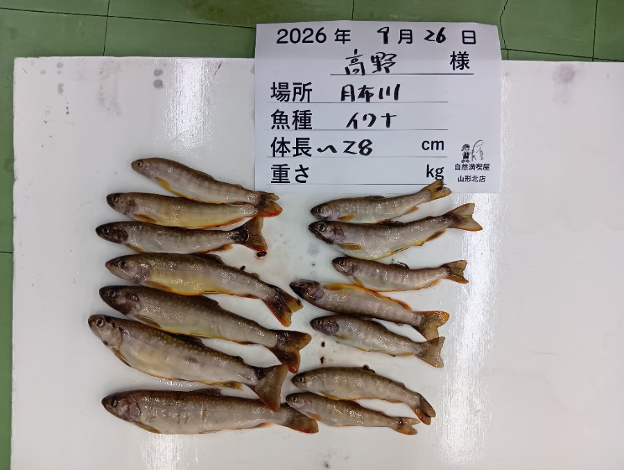 イワナ