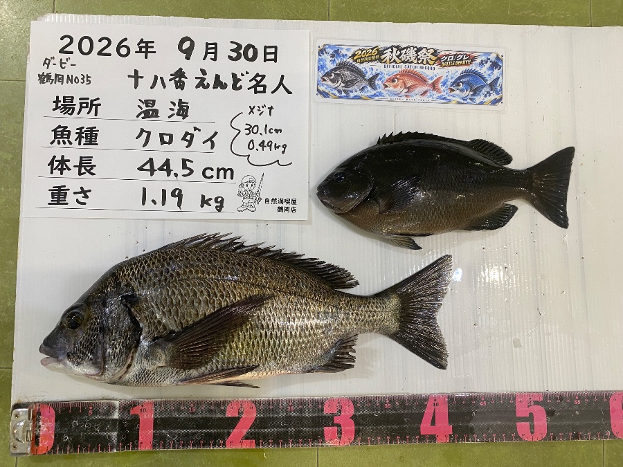 クロダイ メジナ
