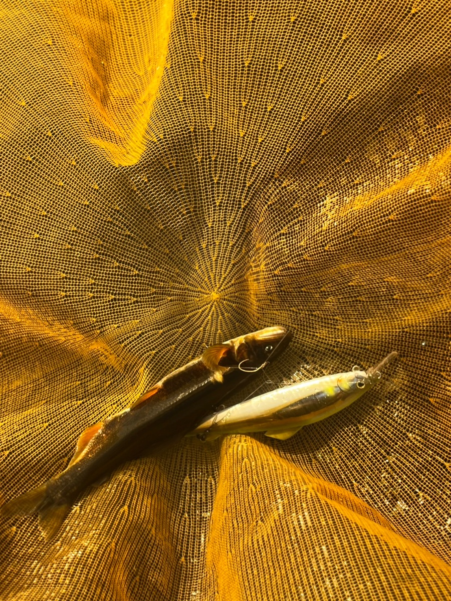 鮎