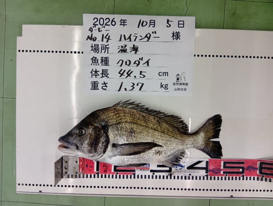 黒鯛