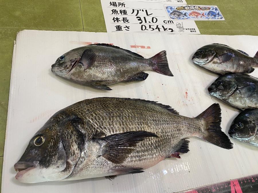 黒鯛　メジナ