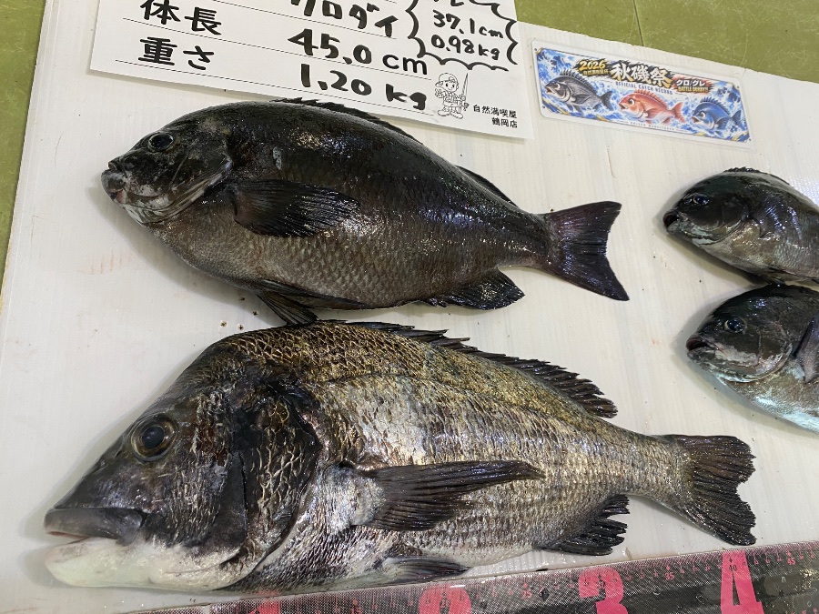 黒鯛　メジナ