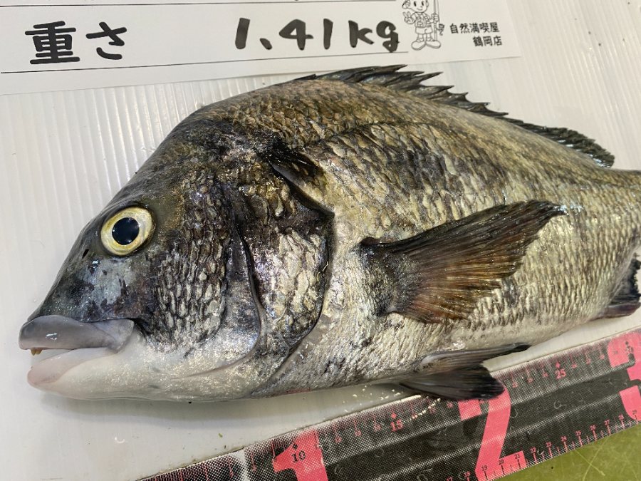 黒鯛