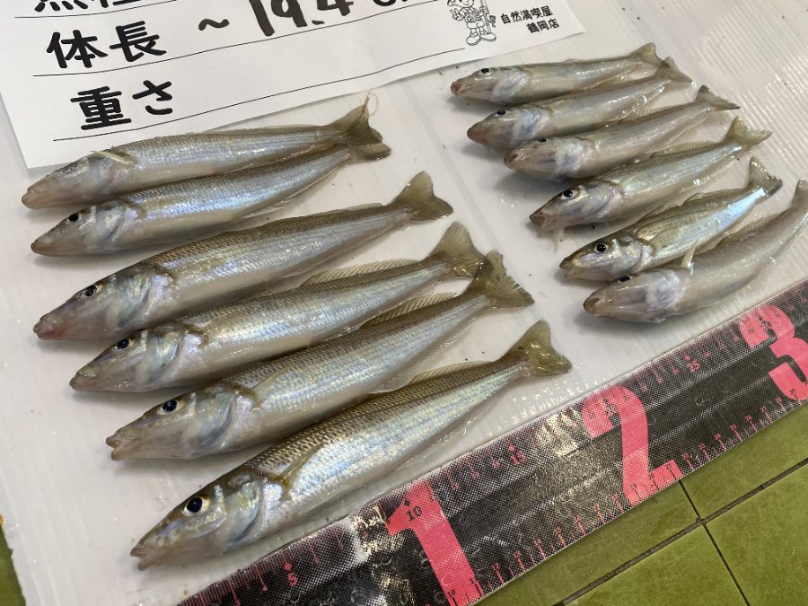 シロギス