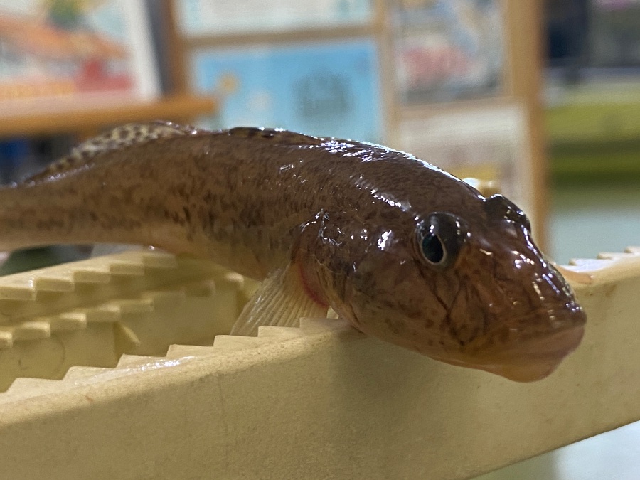 はぜ