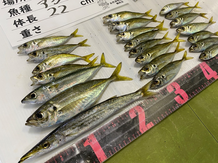 アジ