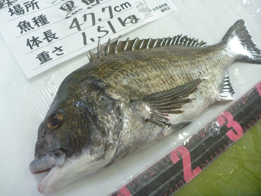 黒鯛