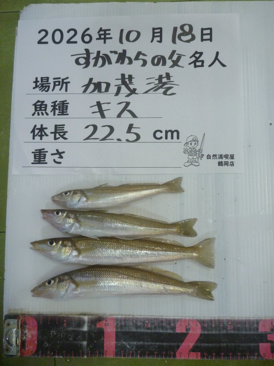 シロギス