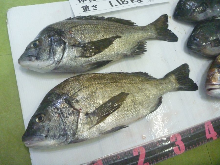 黒鯛　真鯛