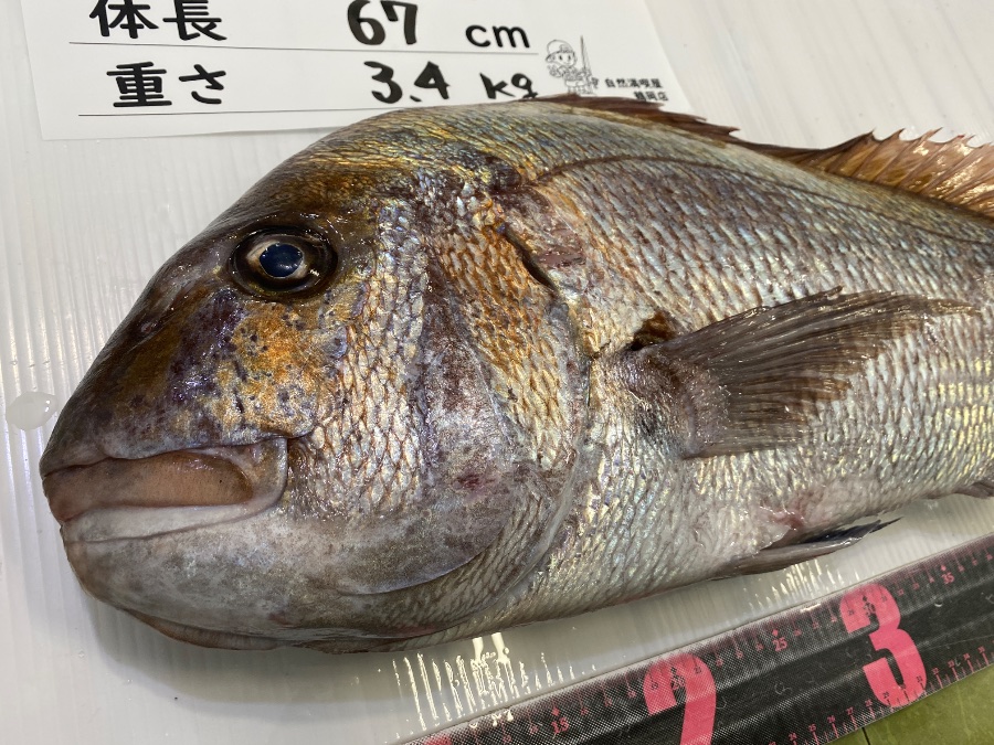 真鯛