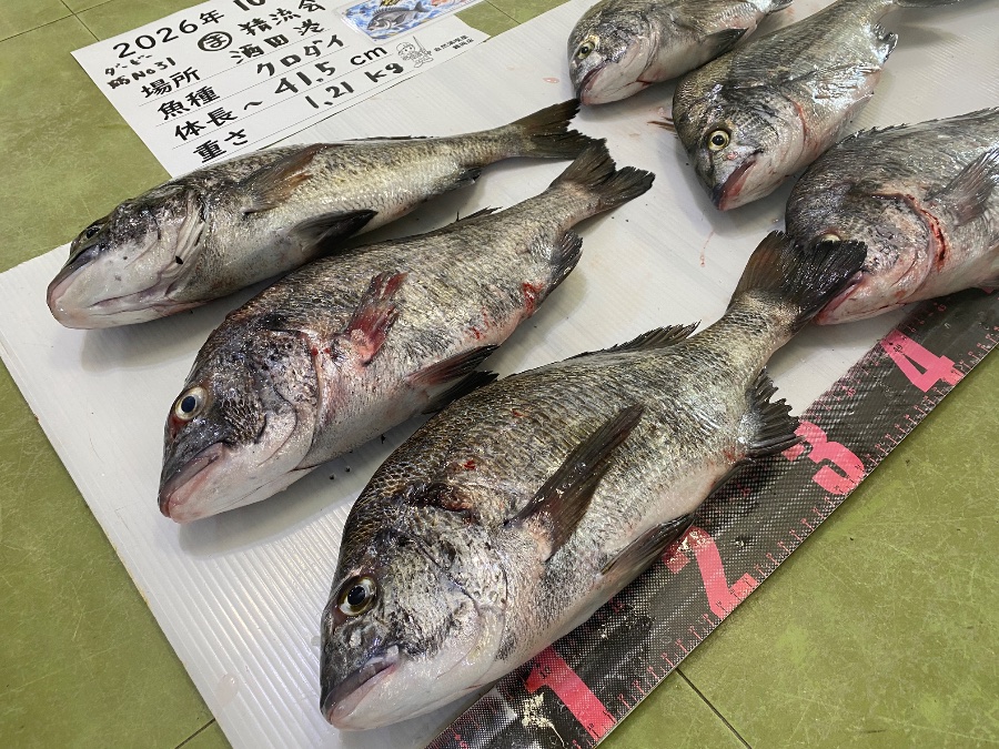 黒鯛