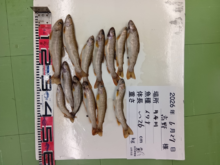 イワナの釣果写真