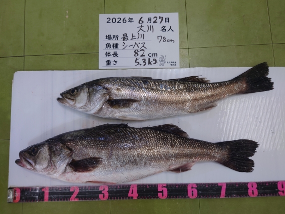 シーバスの釣果写真