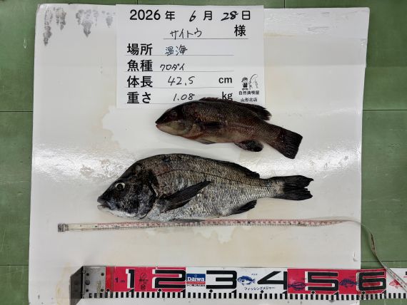 黒鯛の釣果写真