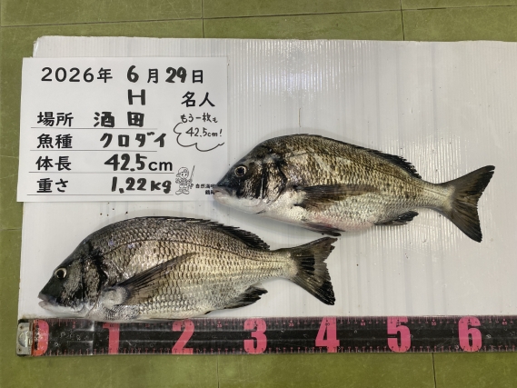 黒鯛の釣果写真