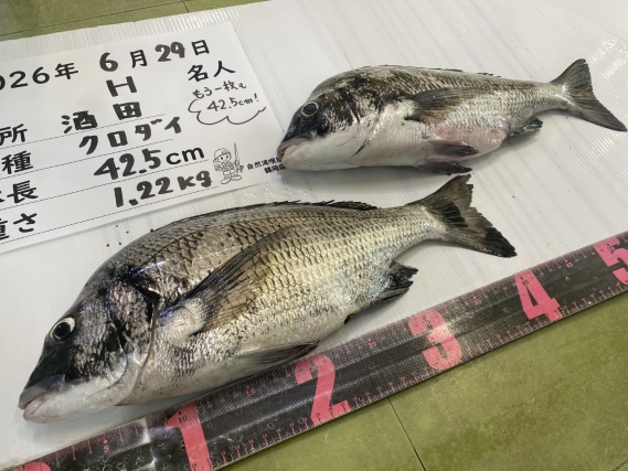 黒鯛の釣果写真