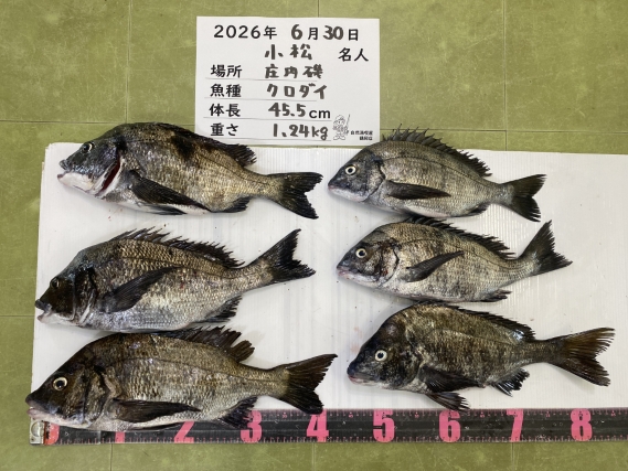黒鯛の釣果写真