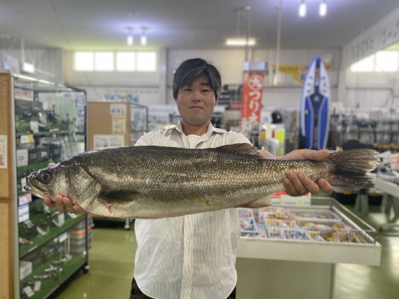 シーバスの釣果写真