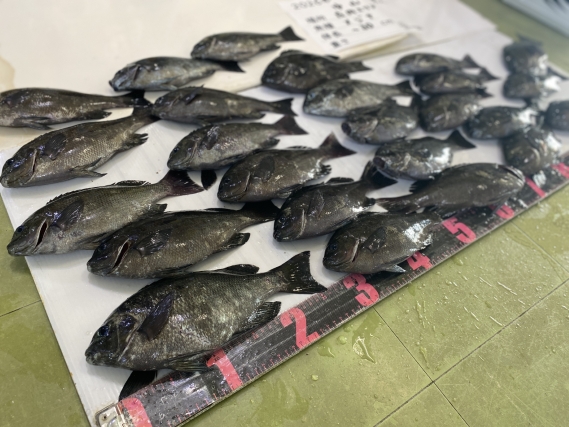 メジナの釣果写真