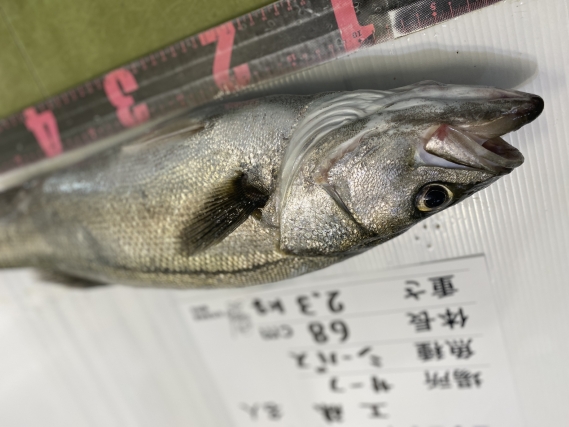 シーバスの釣果写真