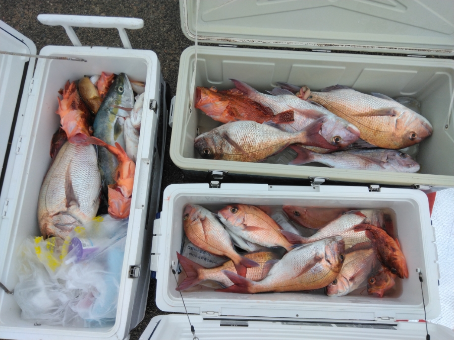 真鯛の釣果写真