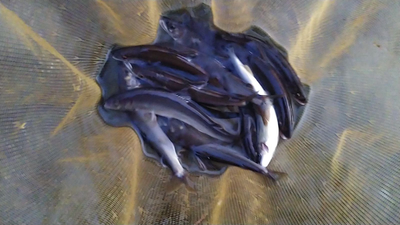 鮎
